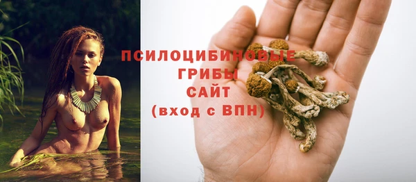 крисы Абаза