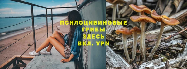 крисы Абаза